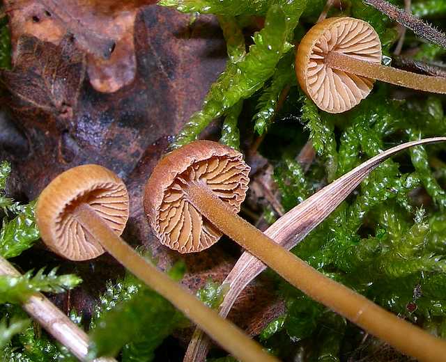 Galerina rubiginosa (Pers.) Khner